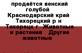 продаётся венский голубой - Краснодарский край, Тихорецкий р-н, Тихорецк г. Животные и растения » Другие животные   